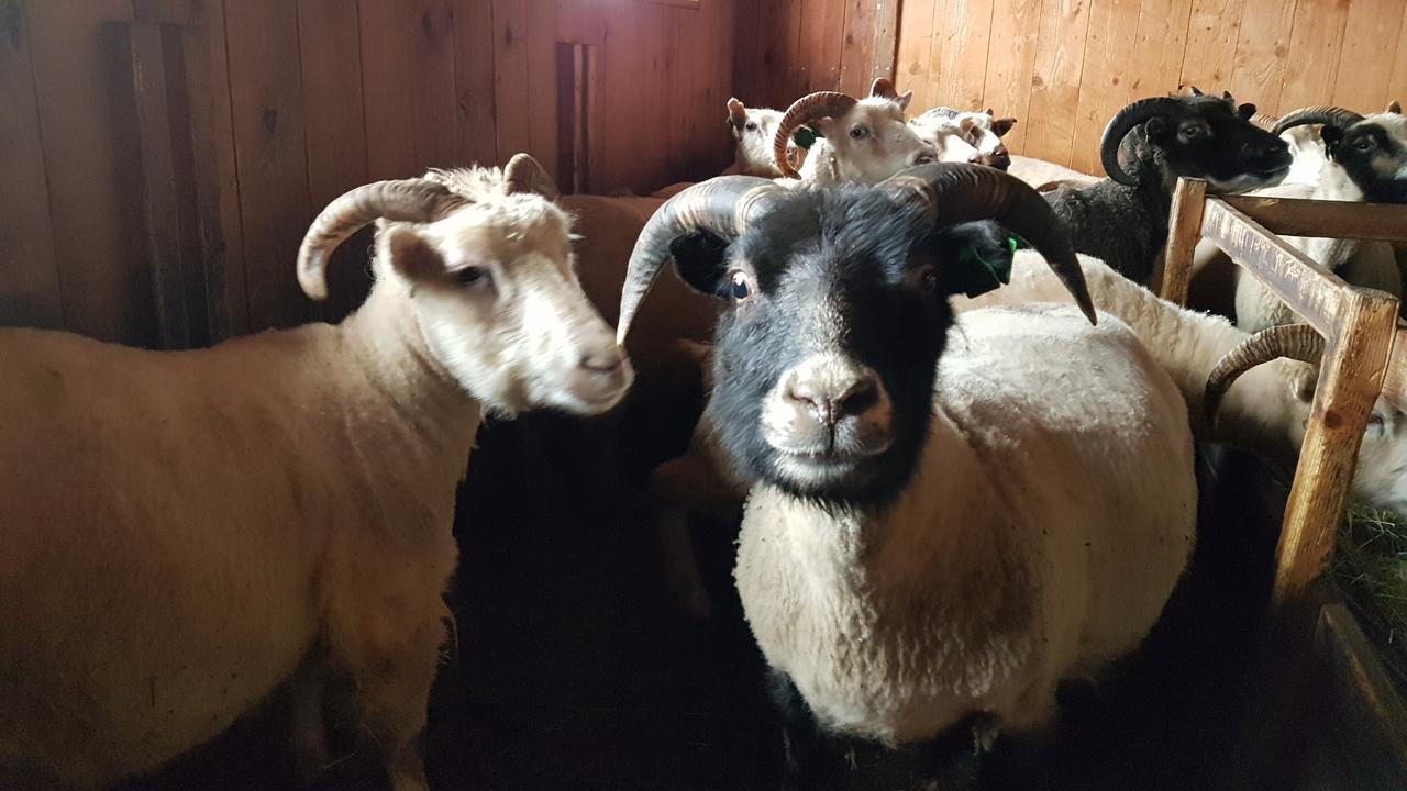 Klara'S Farm Holidays Хела Екстериор снимка